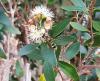 Eumenes sp.